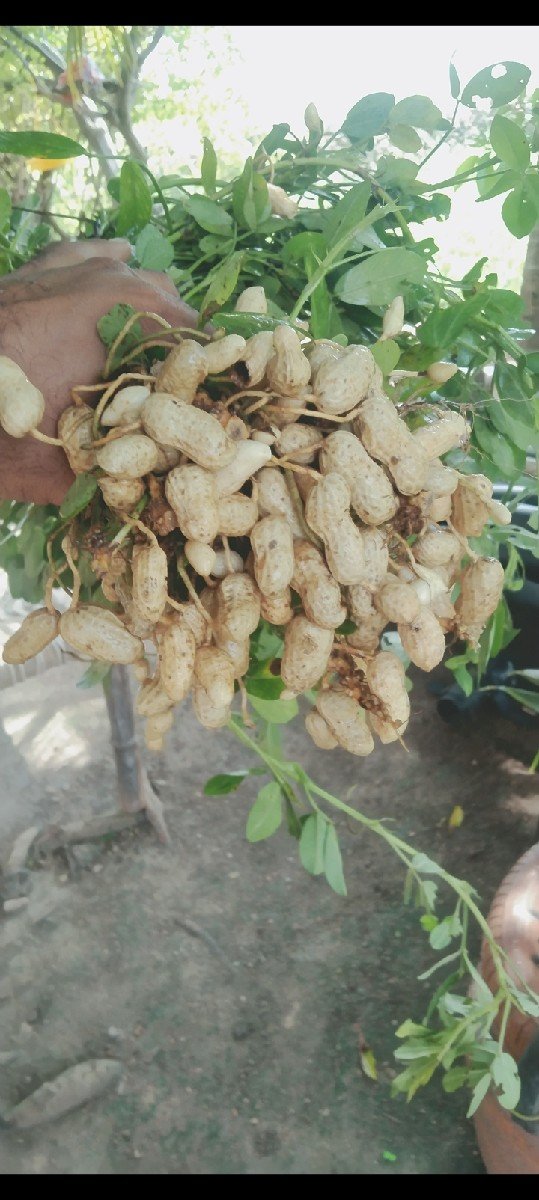 કોરી મગફળી વેચવાની છે