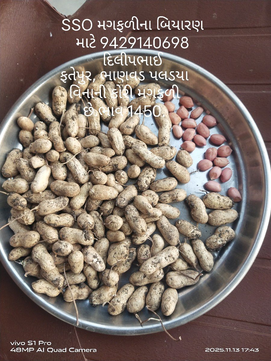 મગફળી બિયારણ માટે વેચવાની છે.