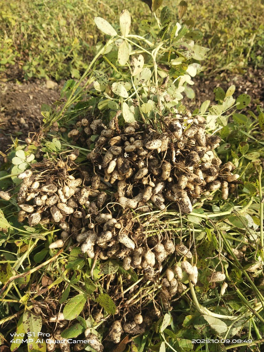 મગફળી બિયારણ માટે વેચવાની છે.