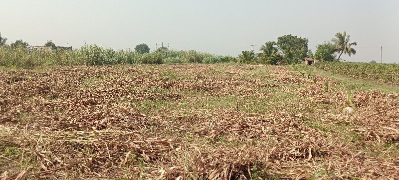 જુવાર નો સૂકો સારો