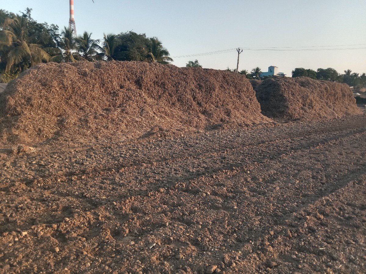 mogotu palo