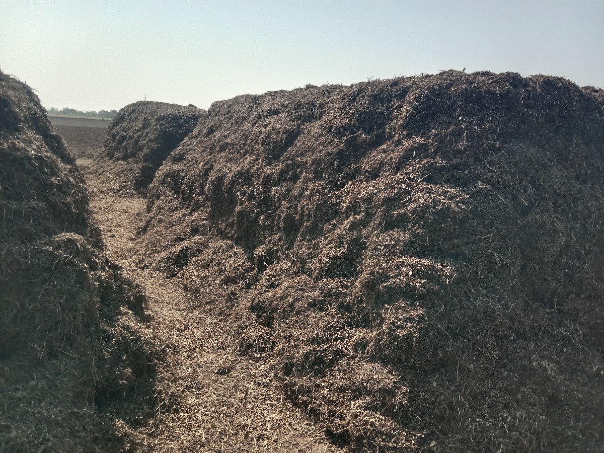 mogotu palo