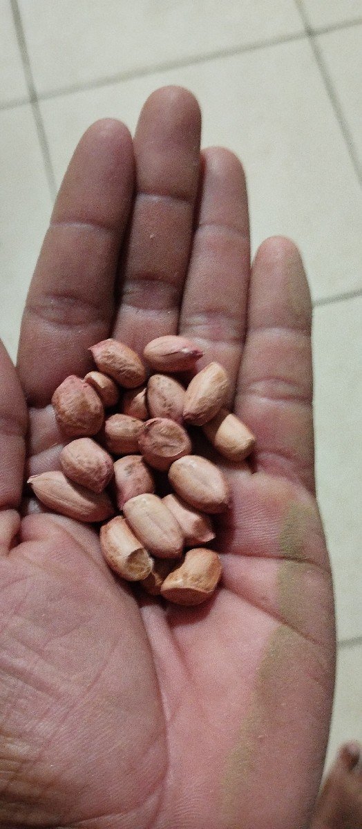 બિયારણ માટે ની મગફળી