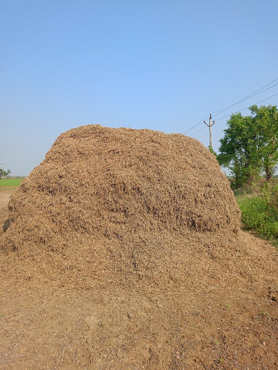 માંડવી નો ભૂકો