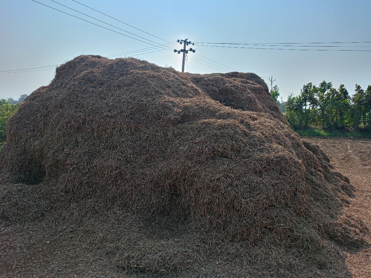 માંડવી નો ભૂકો