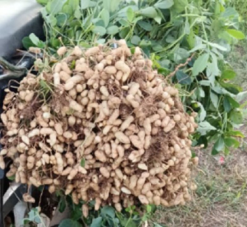 માંડવી વેચવા ની છે કોરી