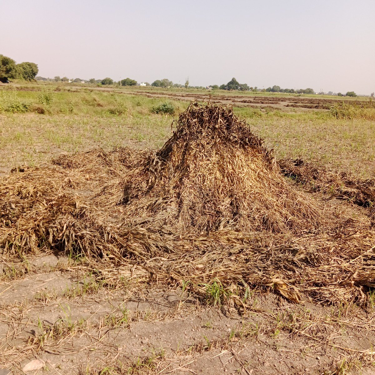 શાર વેસ્વા ની સે