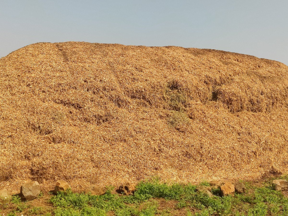 માંડવી નો ભૂકો (ચરો)(પાલો)