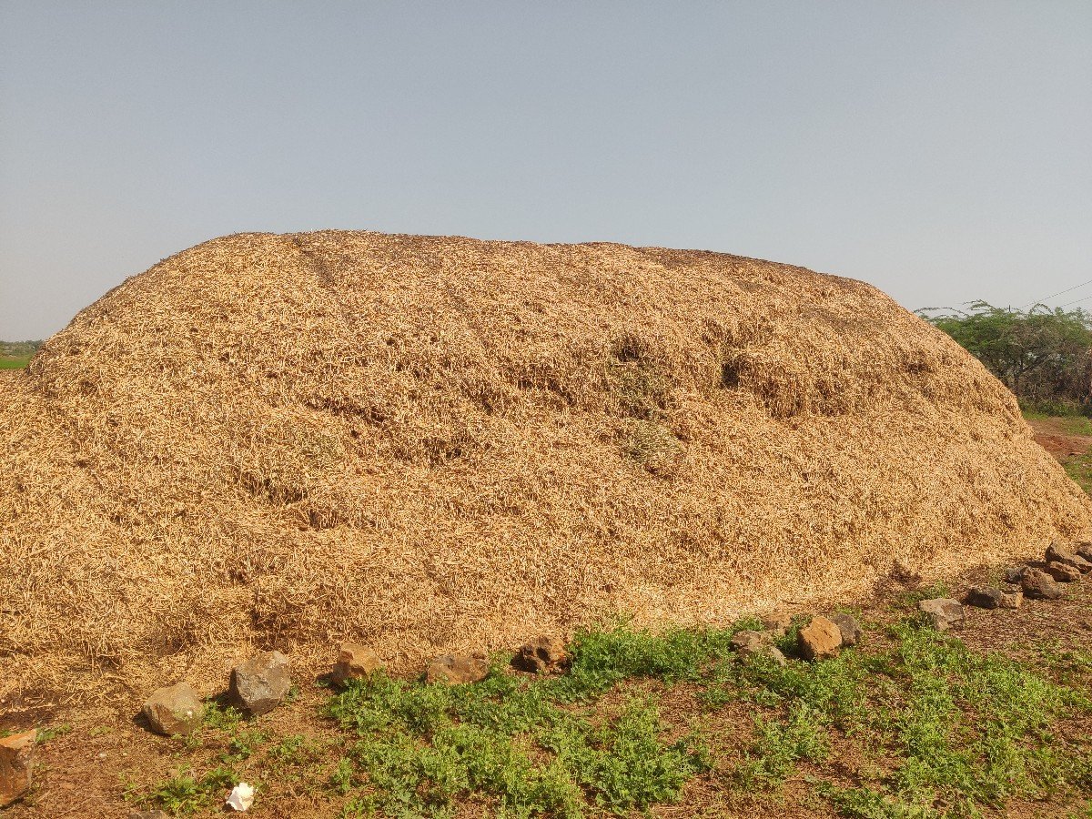 માંડવી નો ભૂકો (ચરો)(પાલો)