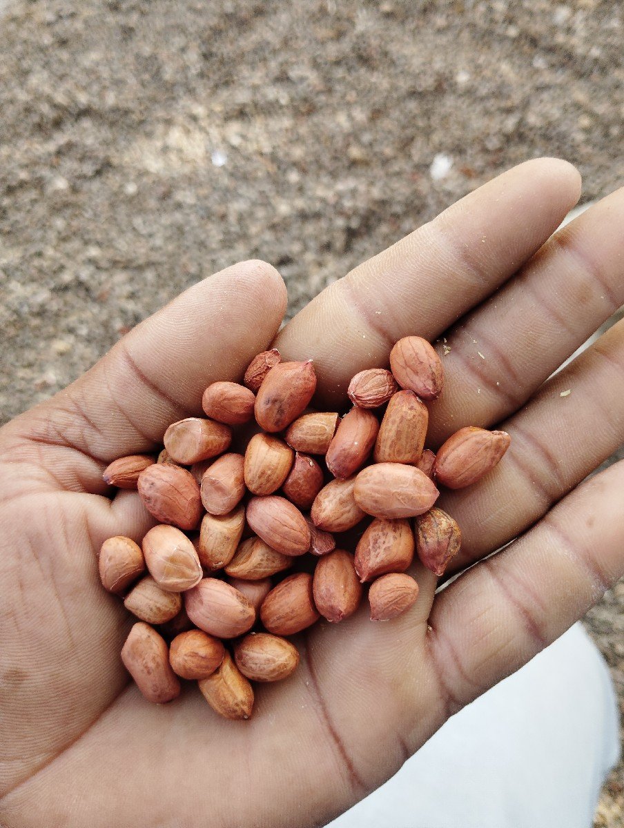 9 number mandvi biyaran kori