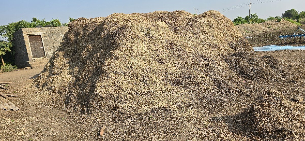 માંડવીનો ભૂકો/પાલો/મગોટૂં