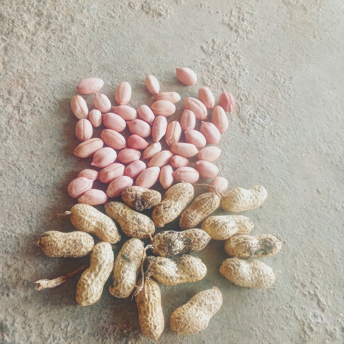 ઞિરનાર૪