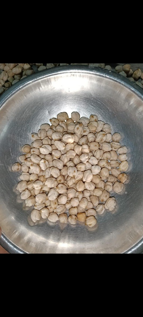 કાબુલી ચણા મોટાં બીયારણ