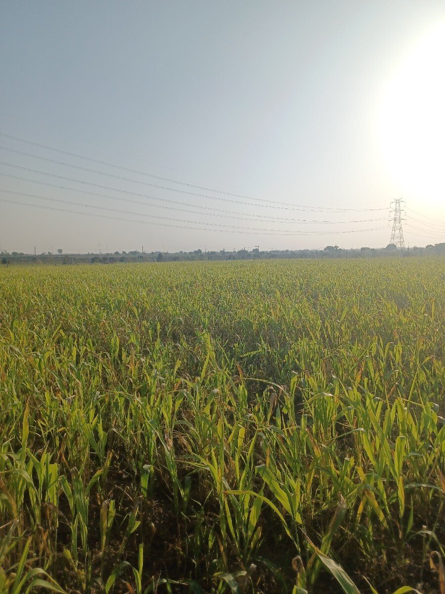 લીલી જુવાર વેચવાની છે