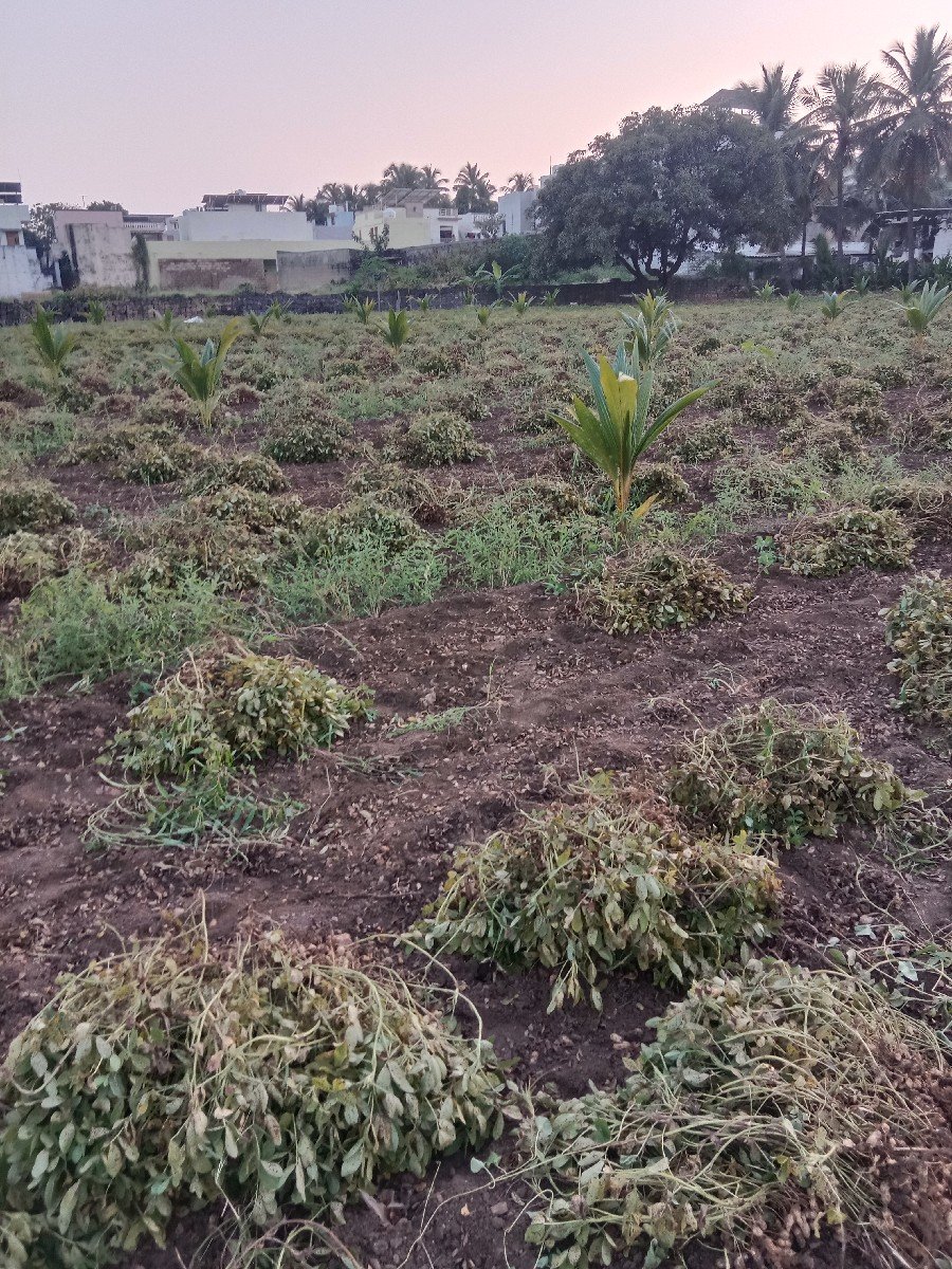 માંડવ્યુ વેચવાનુ છે