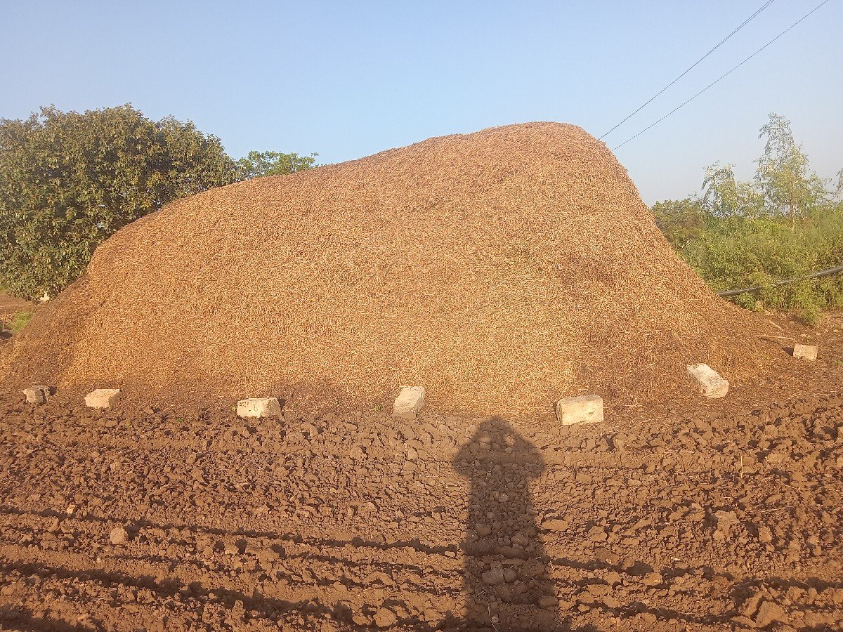 mandvino bhuko lilavni koro
