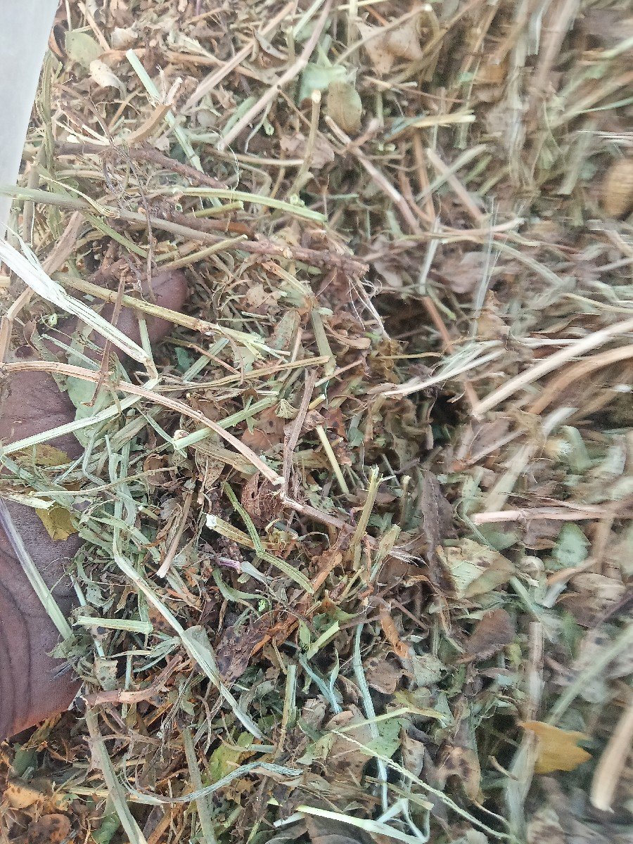 mandvino bhuko lilavni koro