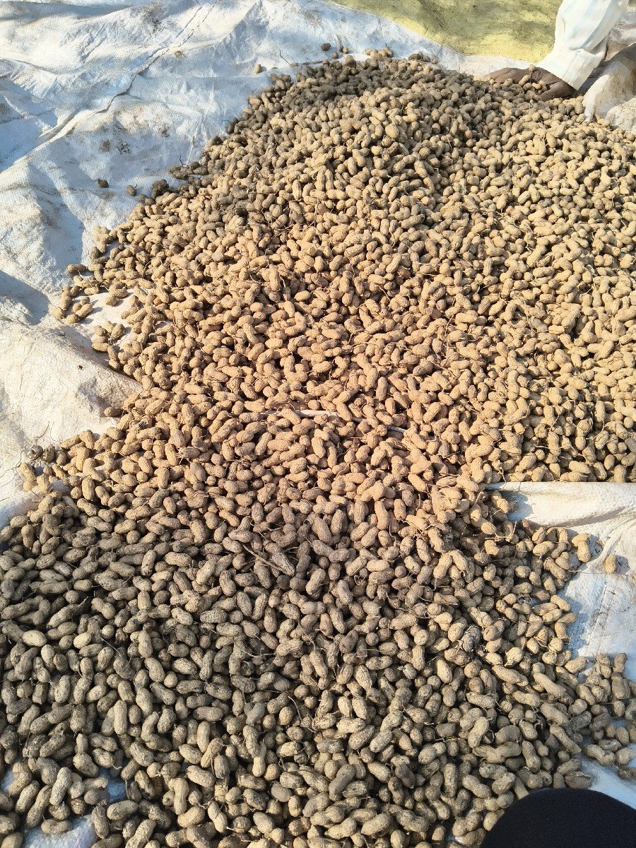 બિયારણ