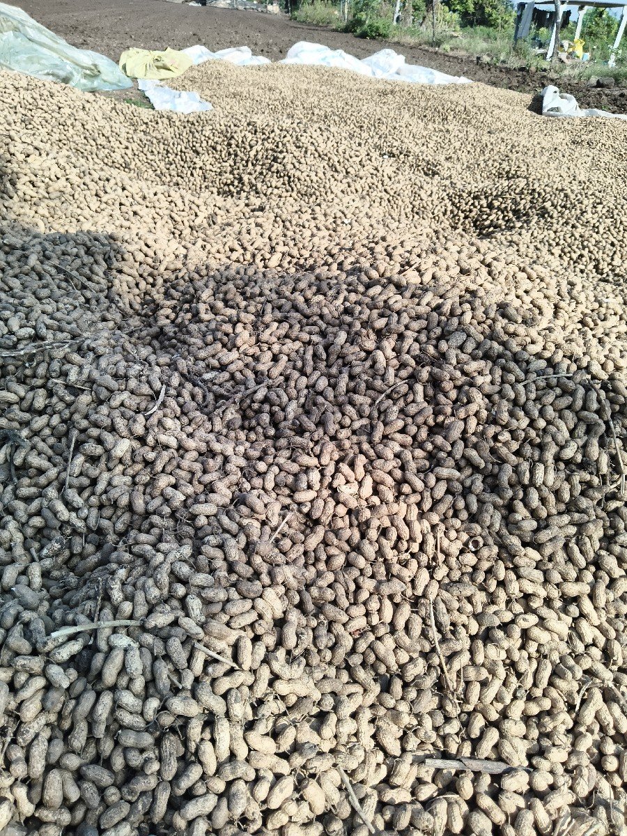 બિયારણ