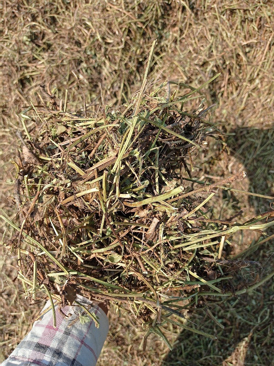 માંડવીનો ચારો વેચવાનો છે