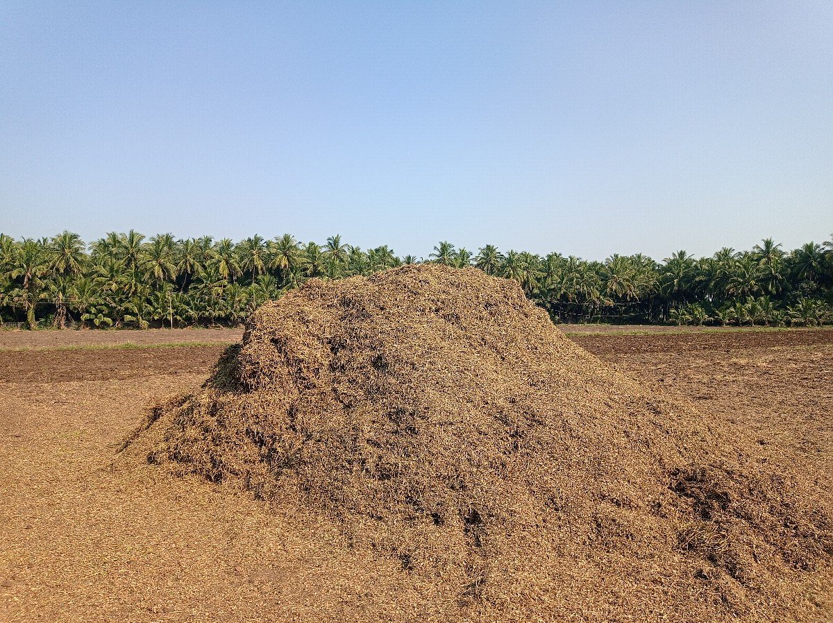 માંડવીનો ચારો વેચવાનો છે