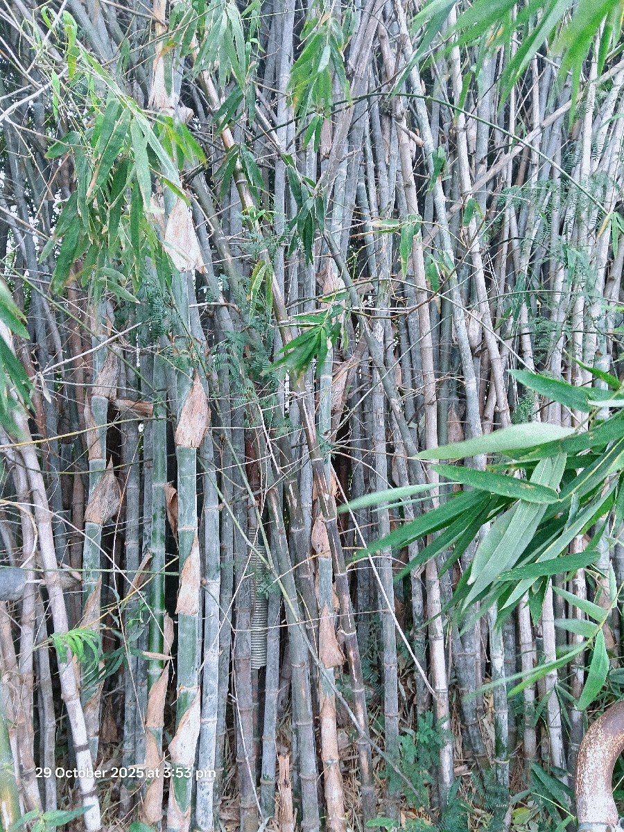લીલા વાસ