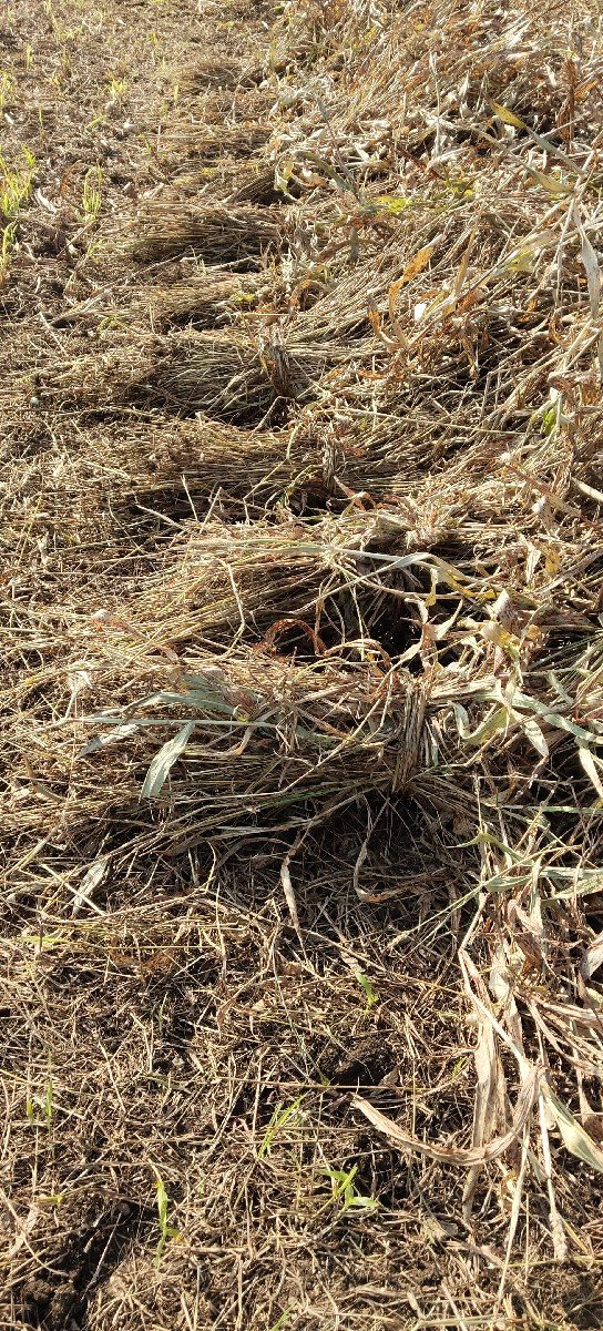 જુવાર ના પુરા