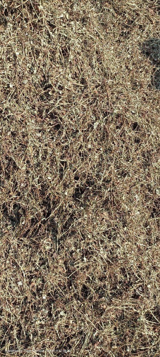 10 વીઘા નો ચારો મગફળી નો કોરો