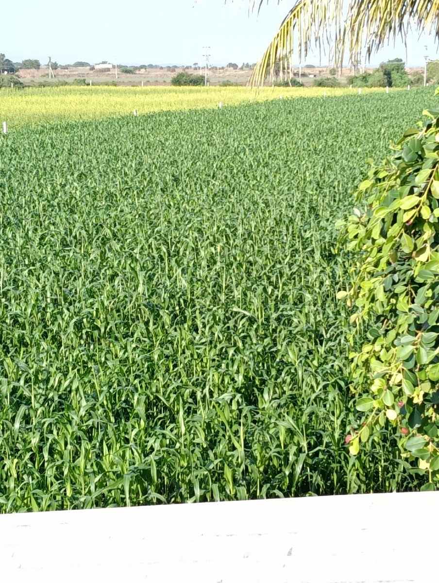 લીલુ જુવાર વેચવા ની છે