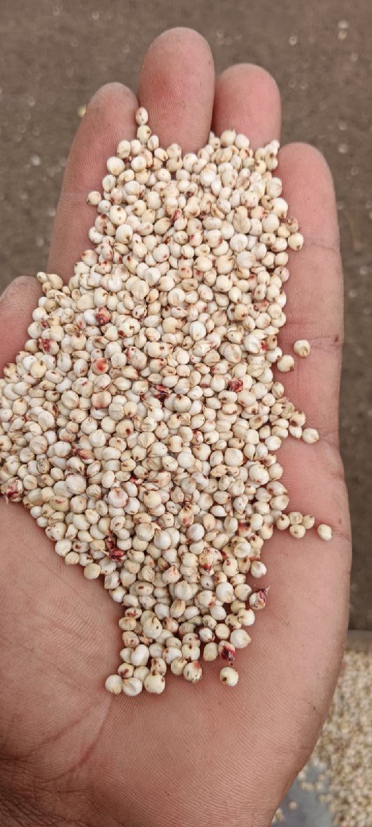 જુવાર નું બિયારણ