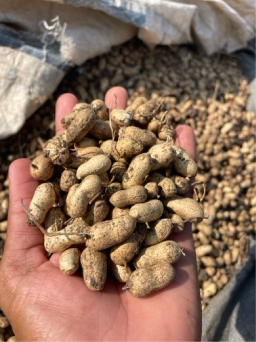 SSO માંડવાનું બિયારણ