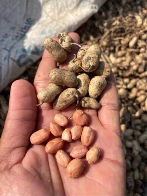 SSO માંડવાનું બિયારણ