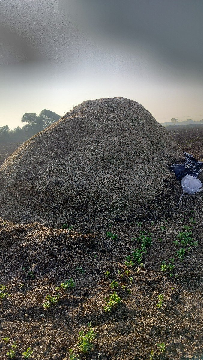 માંડવી નો ભૂકો ચારો (માંડવિયું)