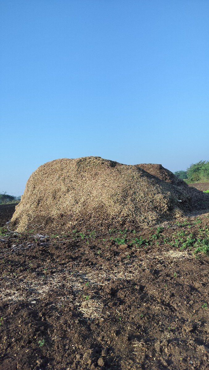 માંડવી નો ભૂકો ચારો (માંડવિયું)