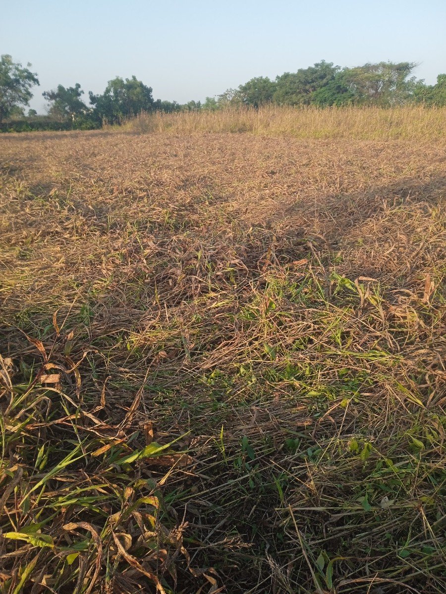 જુવાર સારો વેચવાનો છે