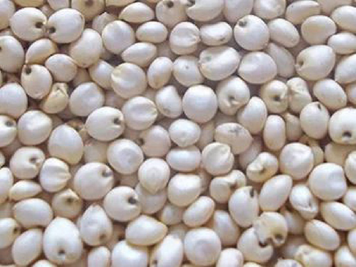 સફેદ જુવાર નું બિયારણ