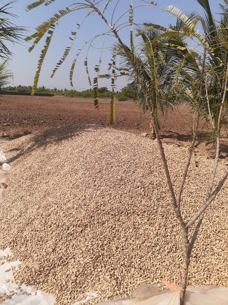 Mandvi nu biyarn