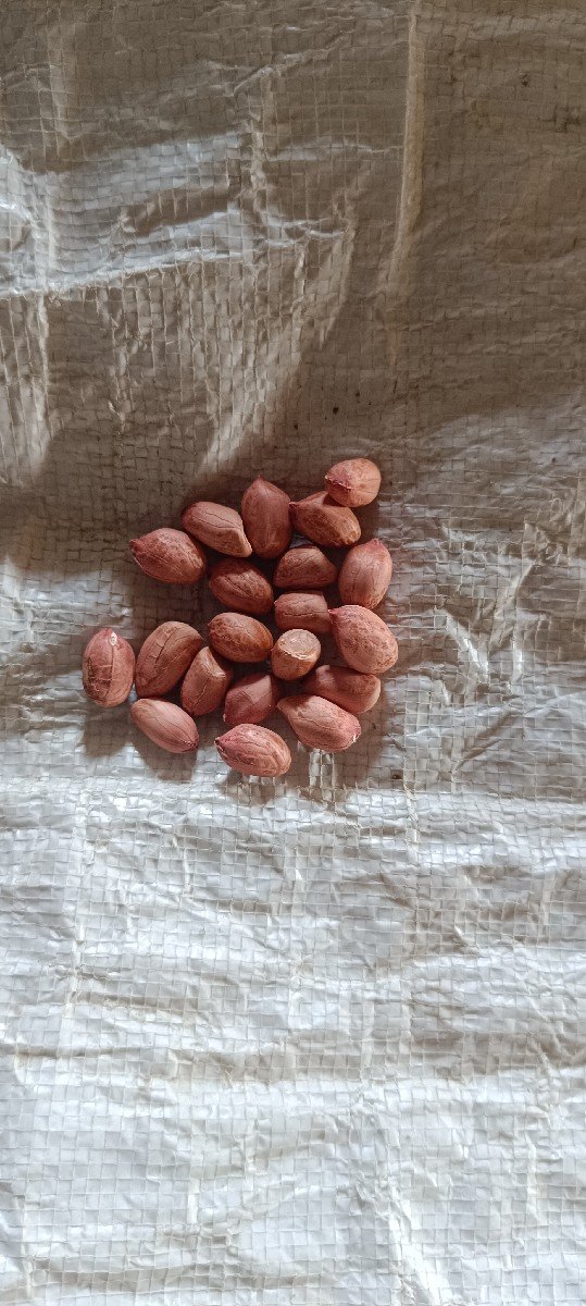 મગફળી 22 નબર