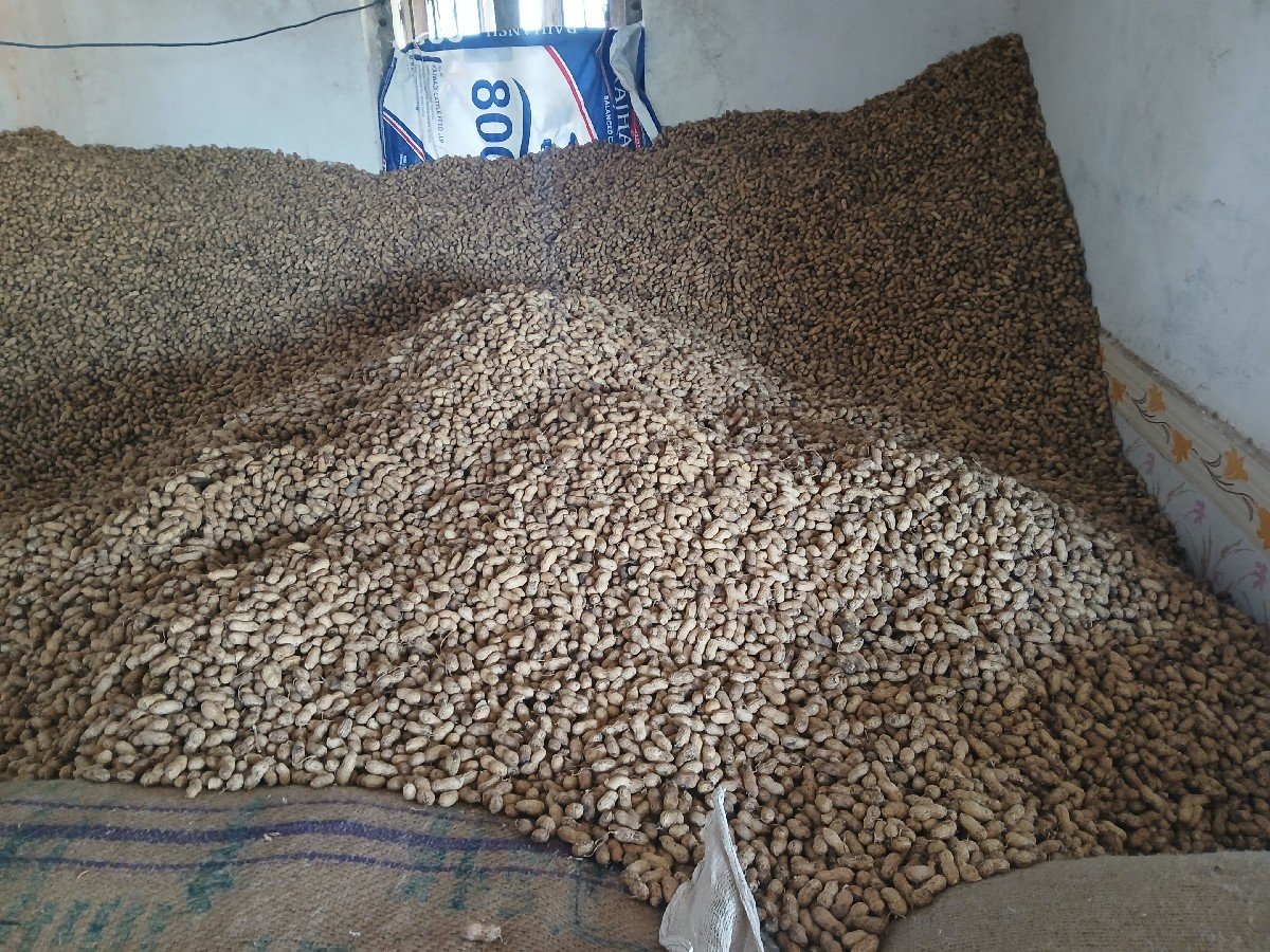 ગિરનાર  મગફળી