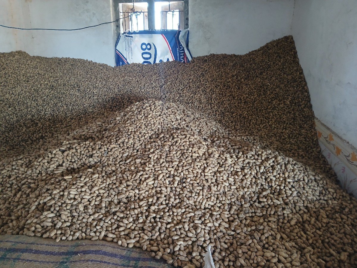 ગિરનાર  મગફળી