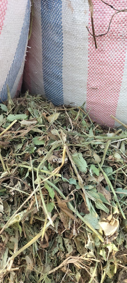માંડવી નો ભૂકો દેવાનો છે