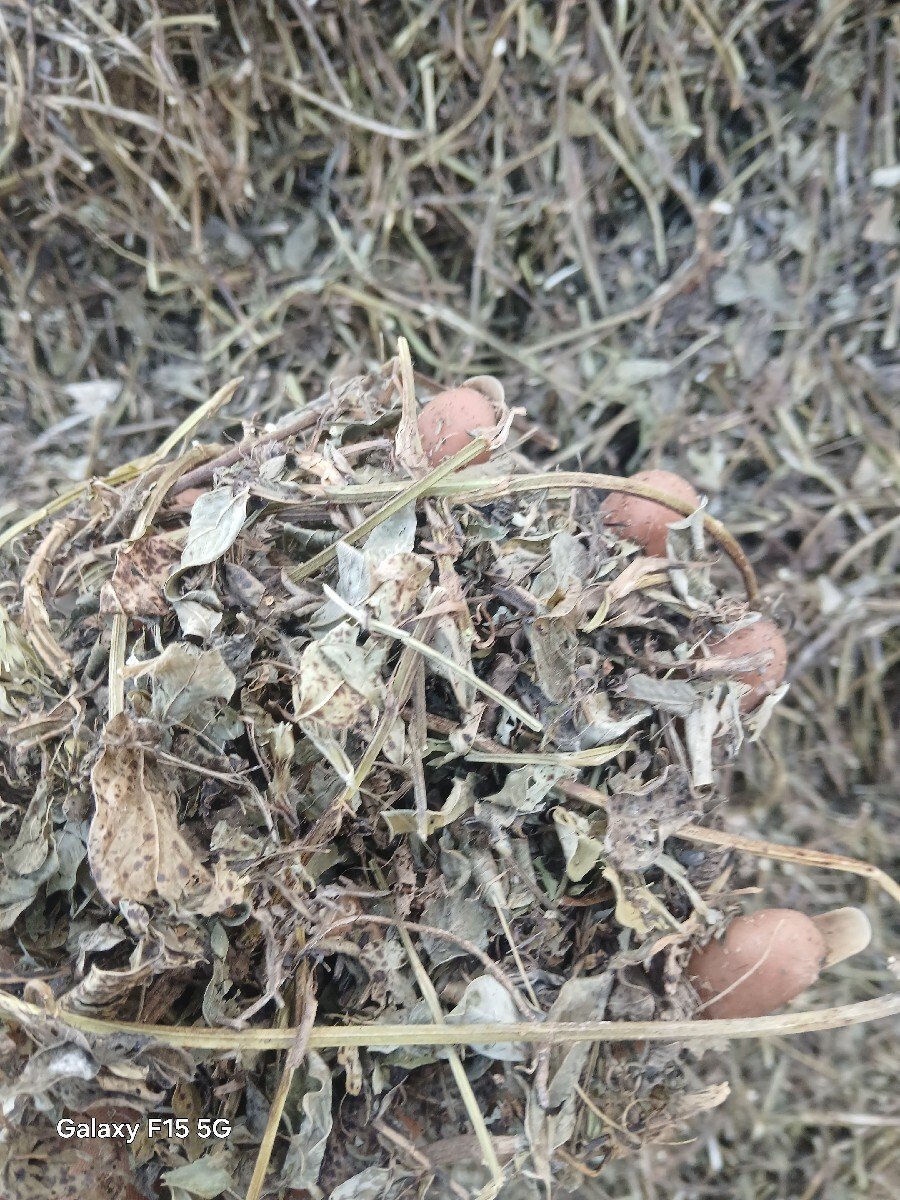 mandvino bhuko vechva no se