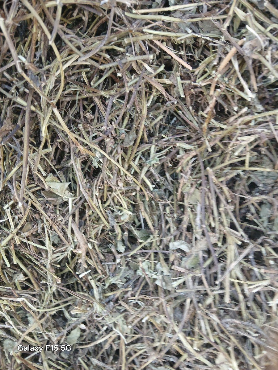 mandvino bhuko vechva no se