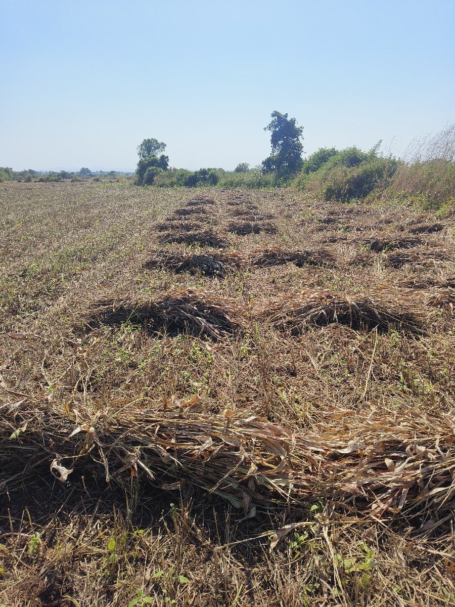 નિરણ‌ ફુલ મીઠી