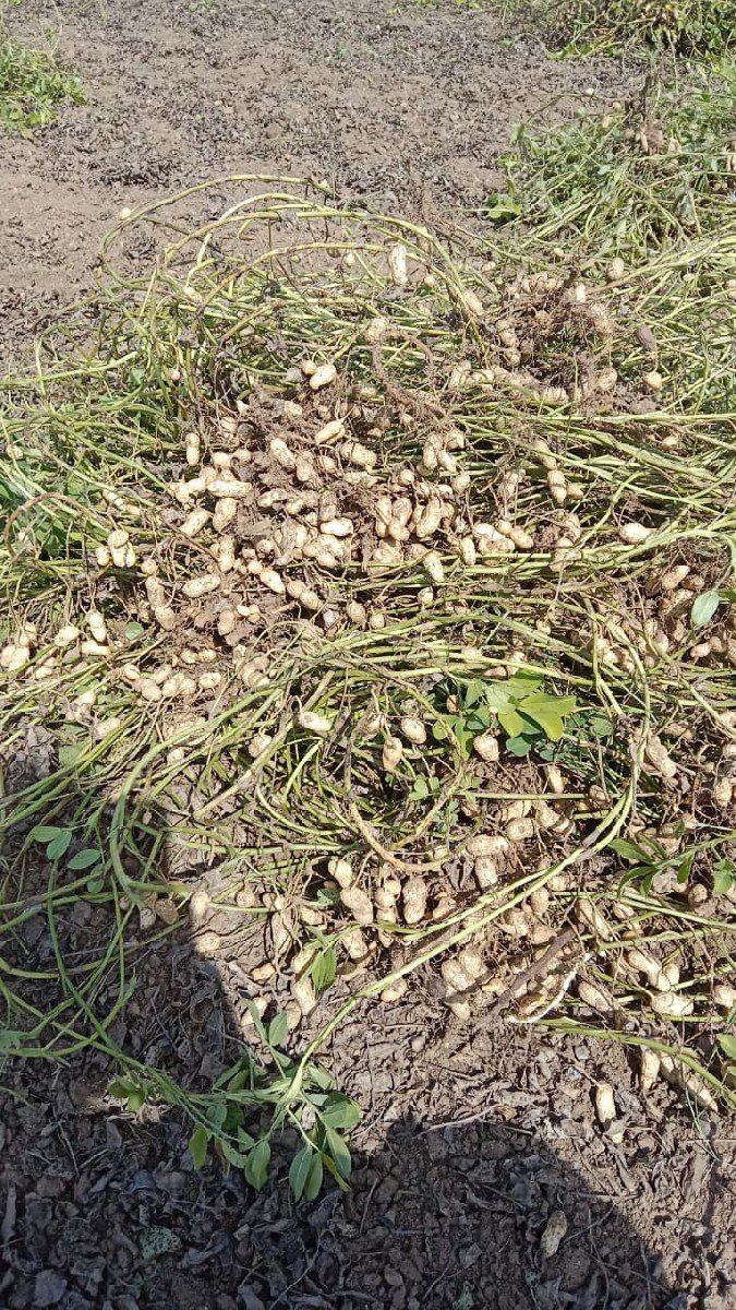 મગફળી બિયારણ માં આપવાની છે