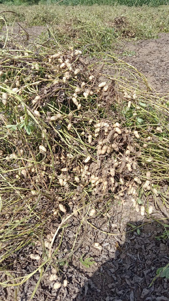 મગફળી બિયારણ માં આપવાની છે