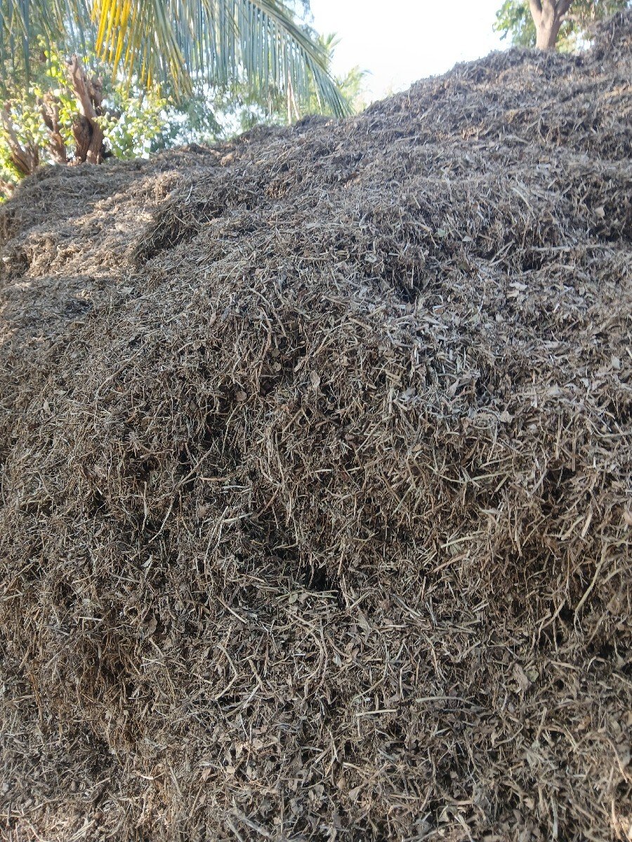magotu