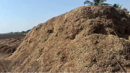Koro palo magotu