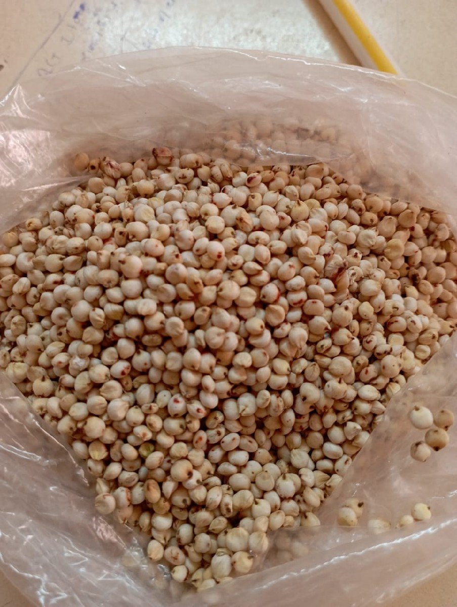 દેશી ગુંદરી (જુવાર)