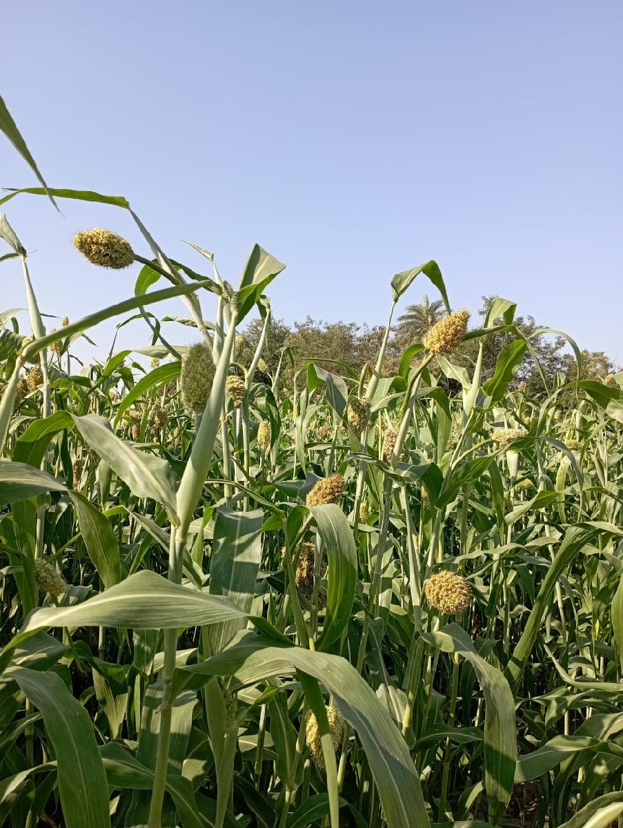 દેશી ગુંદરી (જુવાર)